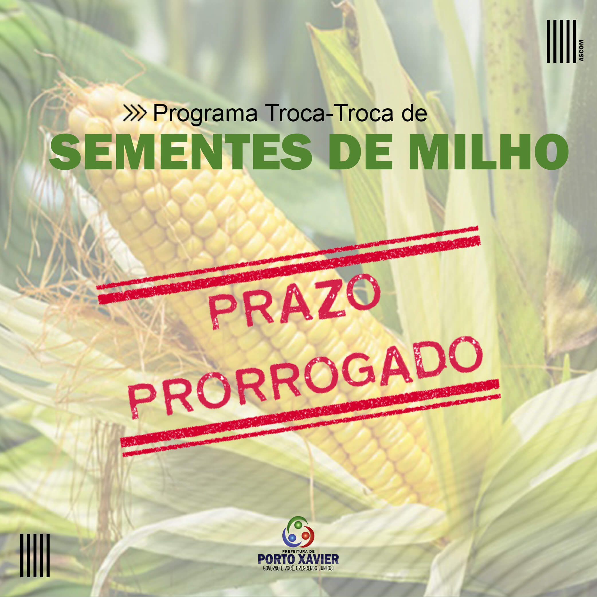 PRORROGADO PRAZO PARA PAGAMENTO DE SEMENTES DE MILHO